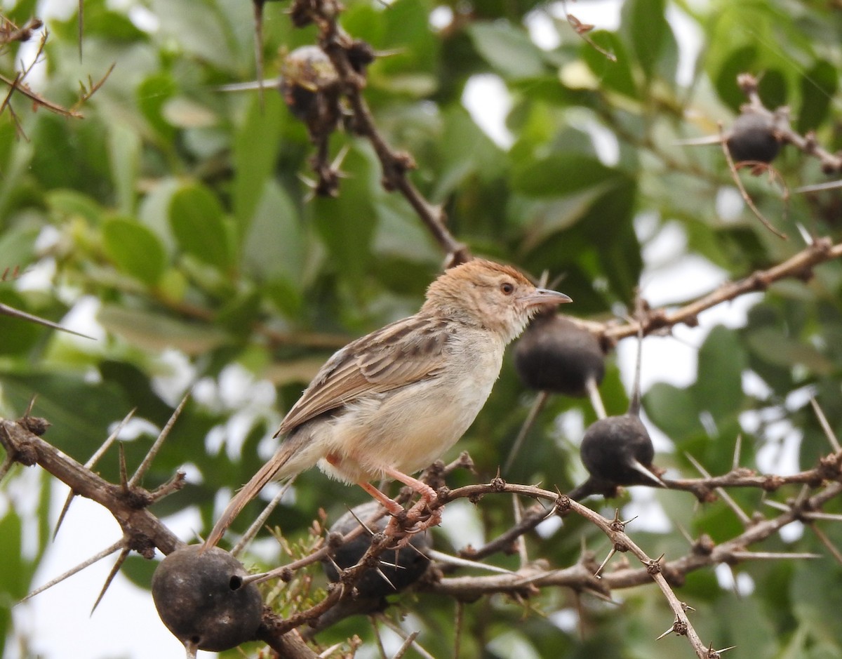 Rattling Cisticola - Monte Neate-Clegg