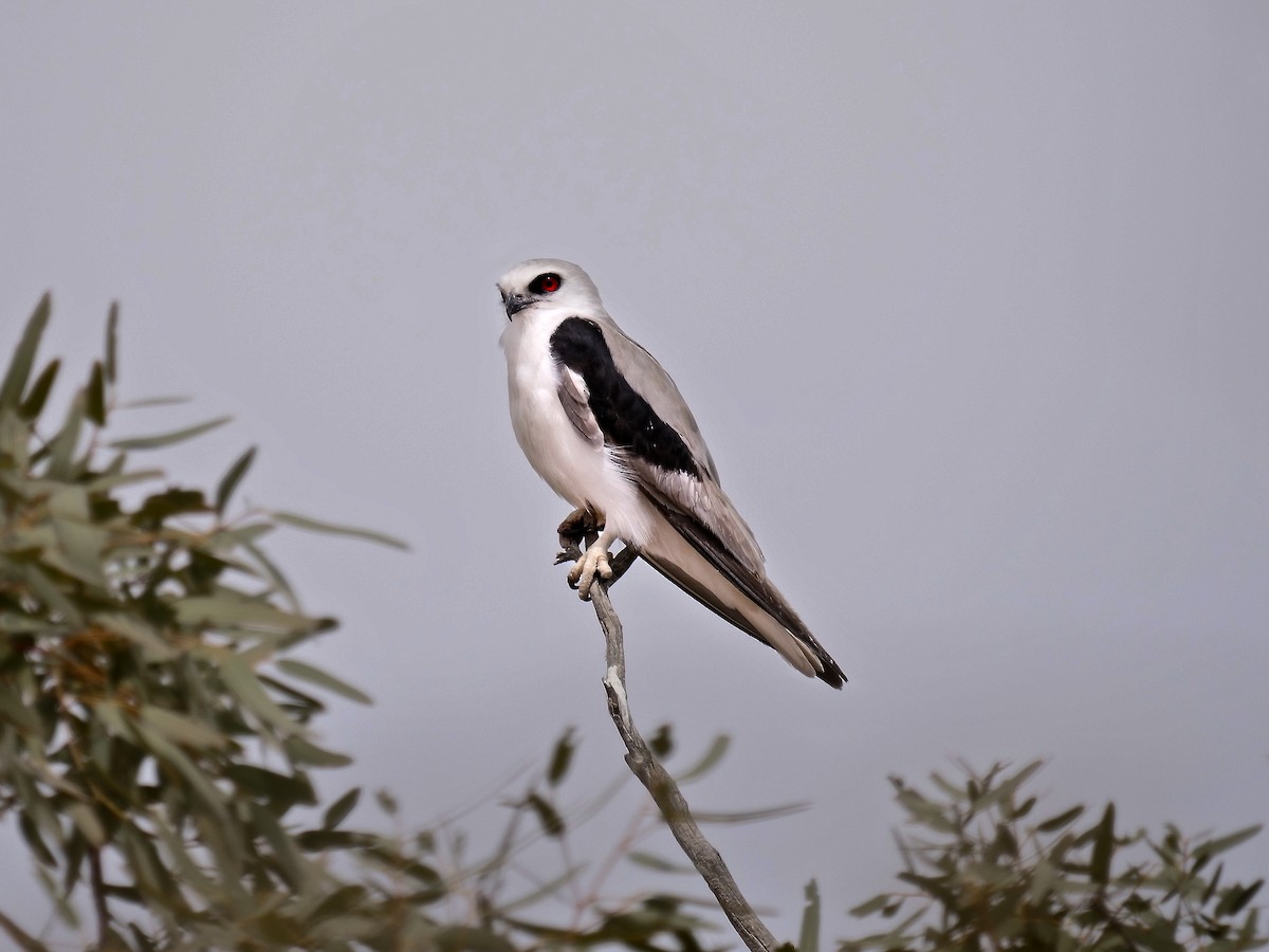 Letter-winged Kite - Neil Broekhuizen