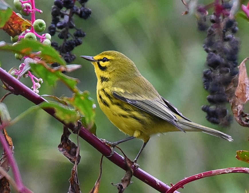 Prairie Warbler - ML118271301
