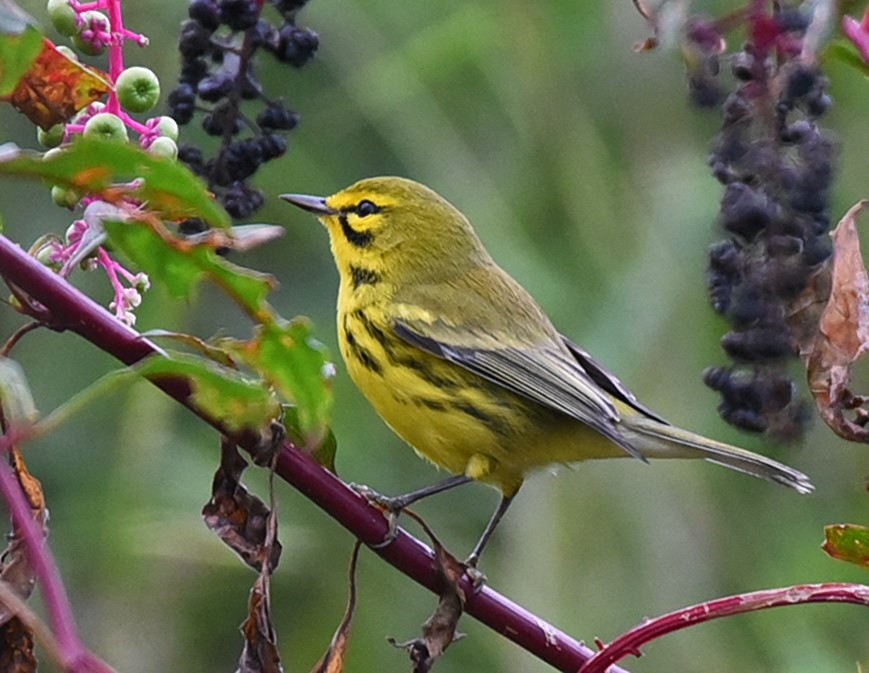 Prairie Warbler - ML118271301