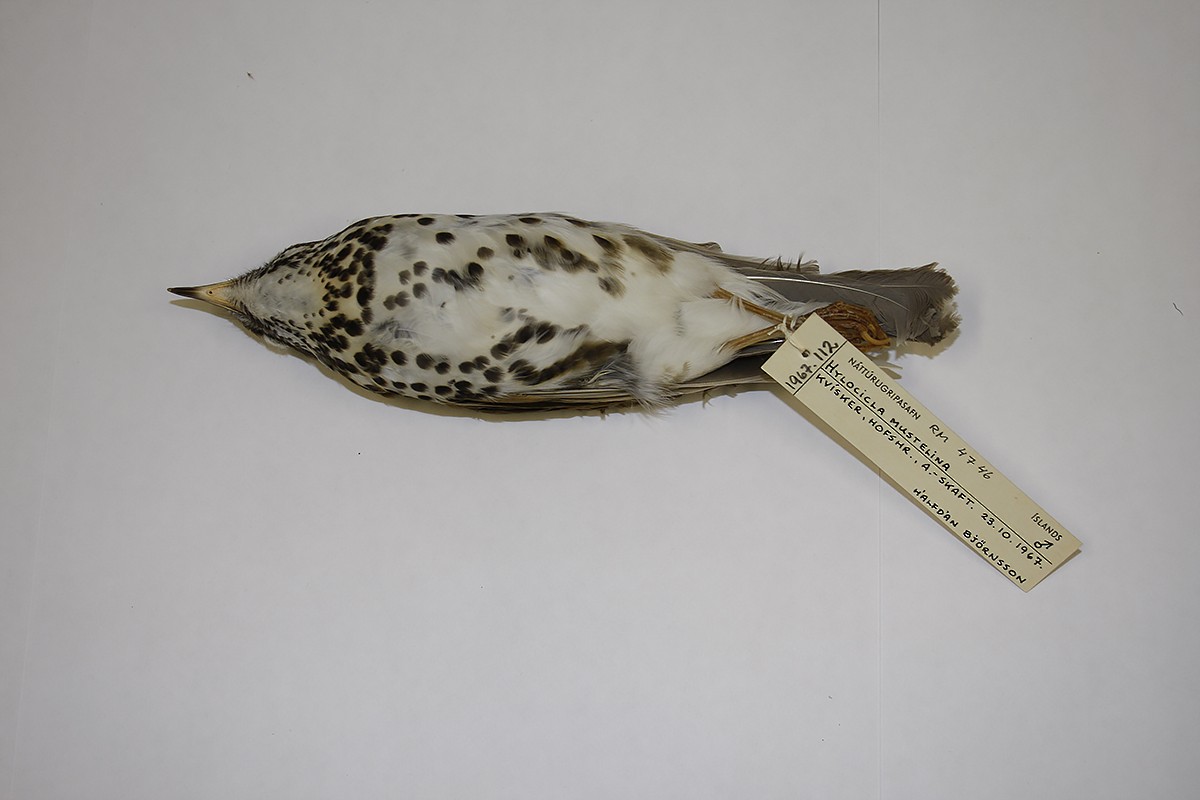 Wood Thrush - ML118272171