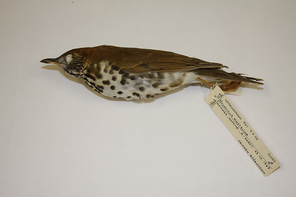 Wood Thrush - ML118272181