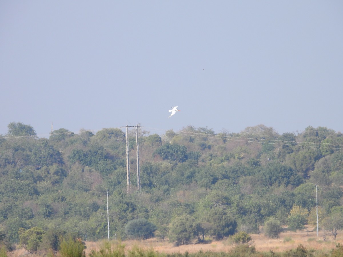 Caspian Tern - ML118272361