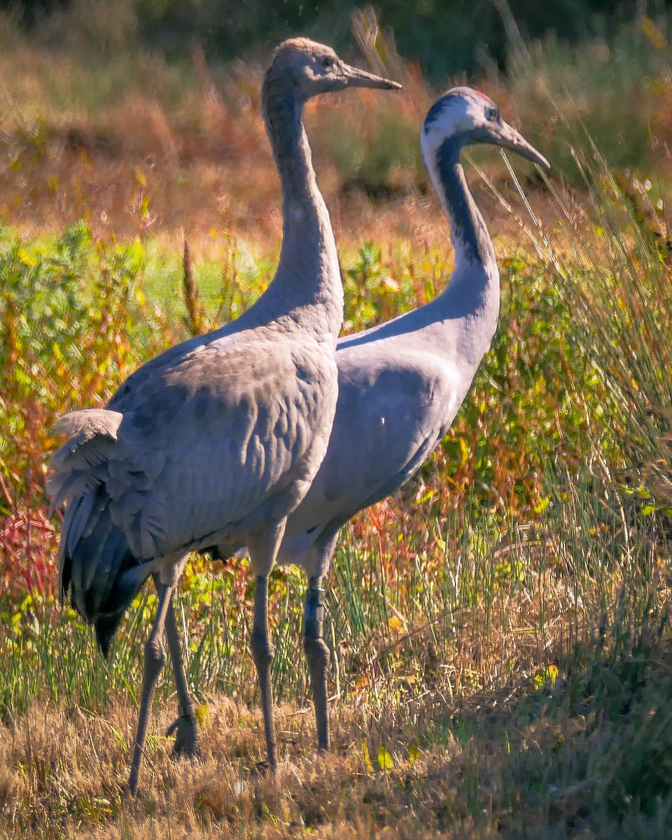 Common Crane - Jackie  edwards