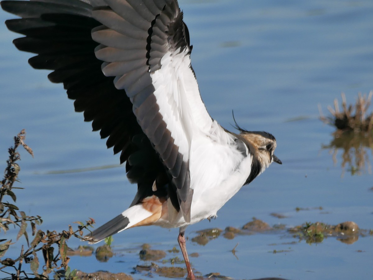 Northern Lapwing - ML118274321