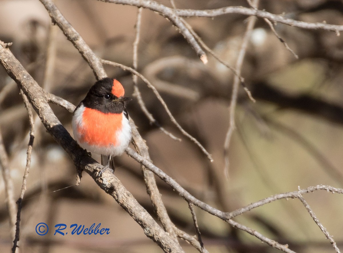 Red-capped Robin - ML118275971