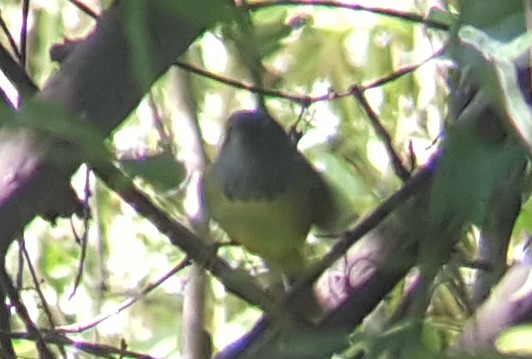 Dickichtwaldsänger - ML118281081