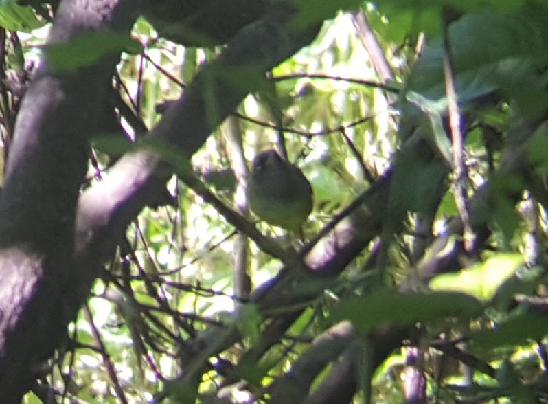 Dickichtwaldsänger - ML118281091