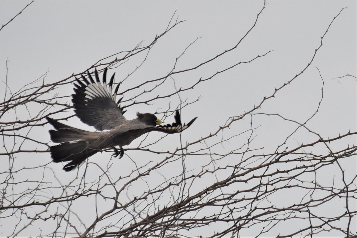 Turaco Gris Occidental - ML118281541