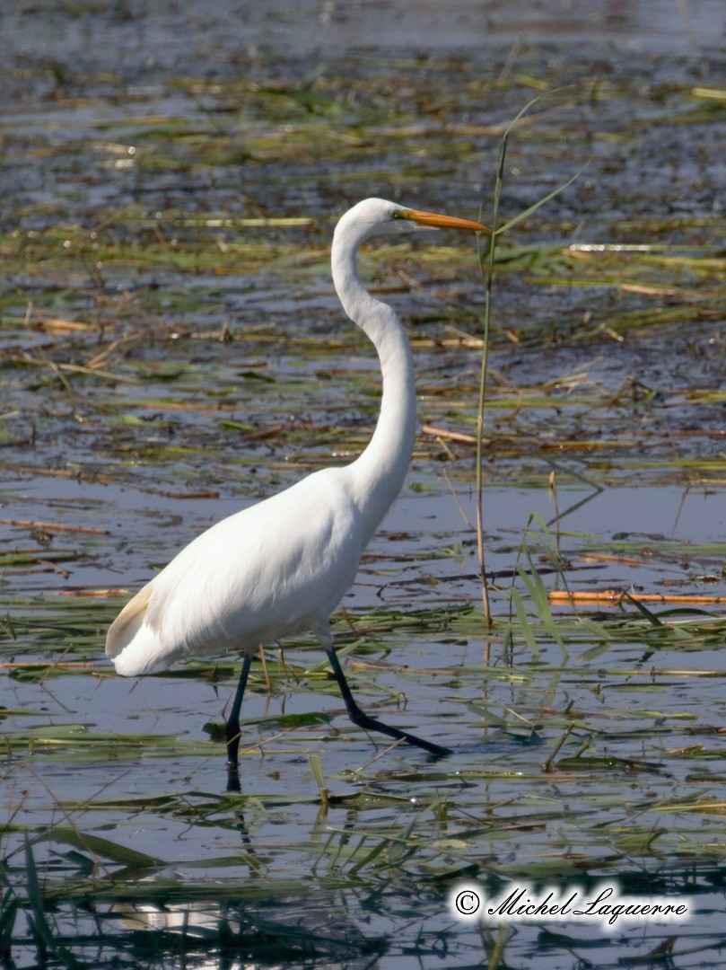 Great Egret - Michel Laquerre