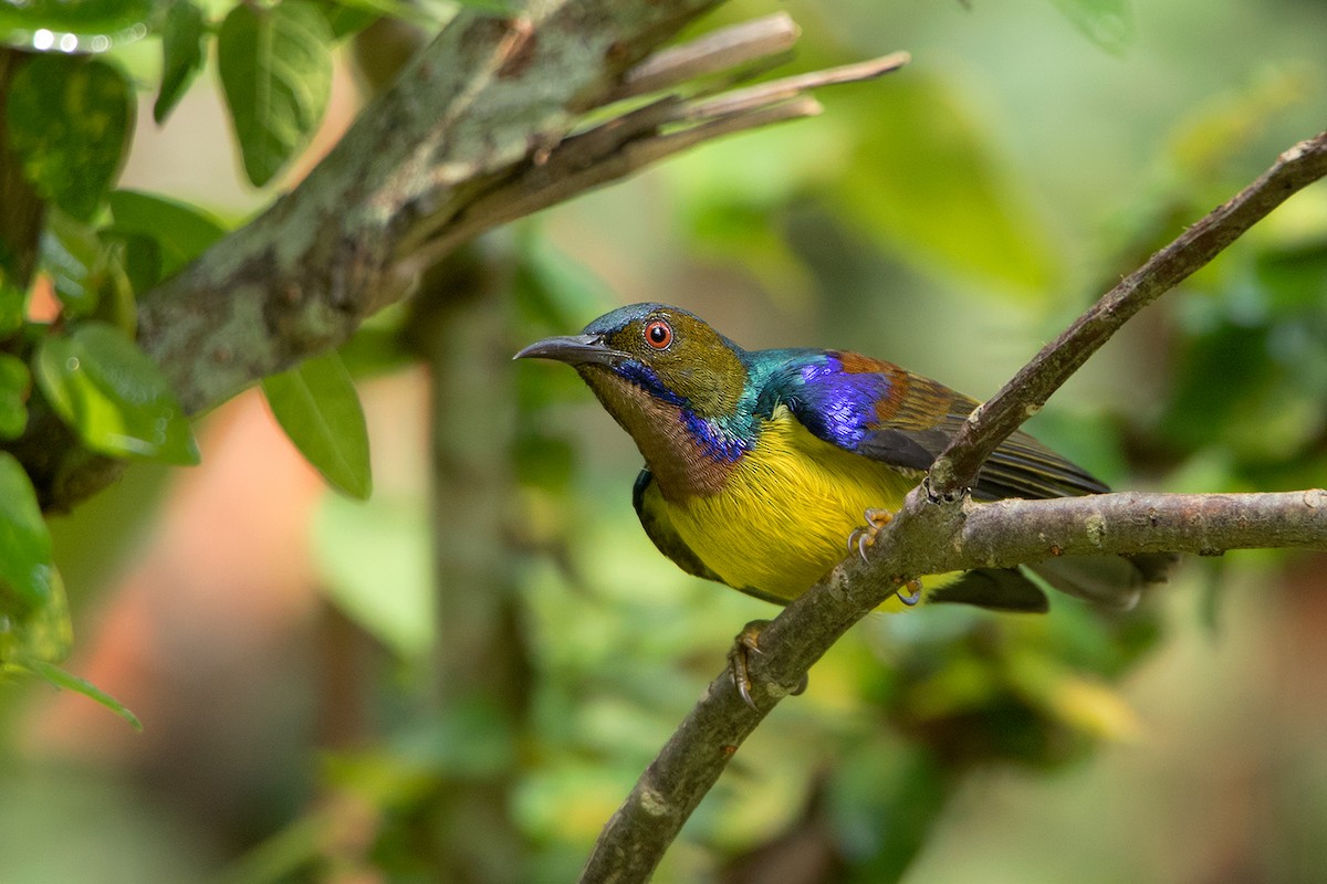 Brown-throated Sunbird - Ayuwat Jearwattanakanok