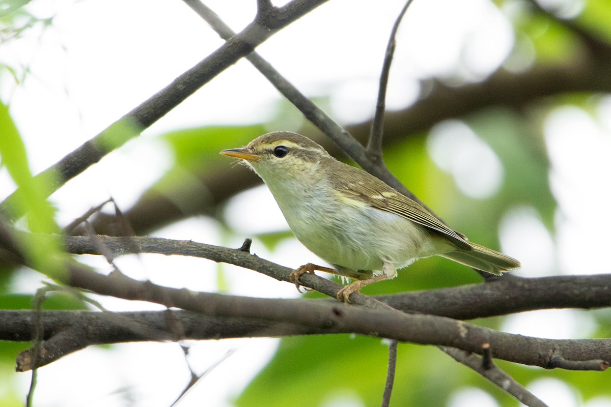 Mosquitero Patigrís - ML118282791