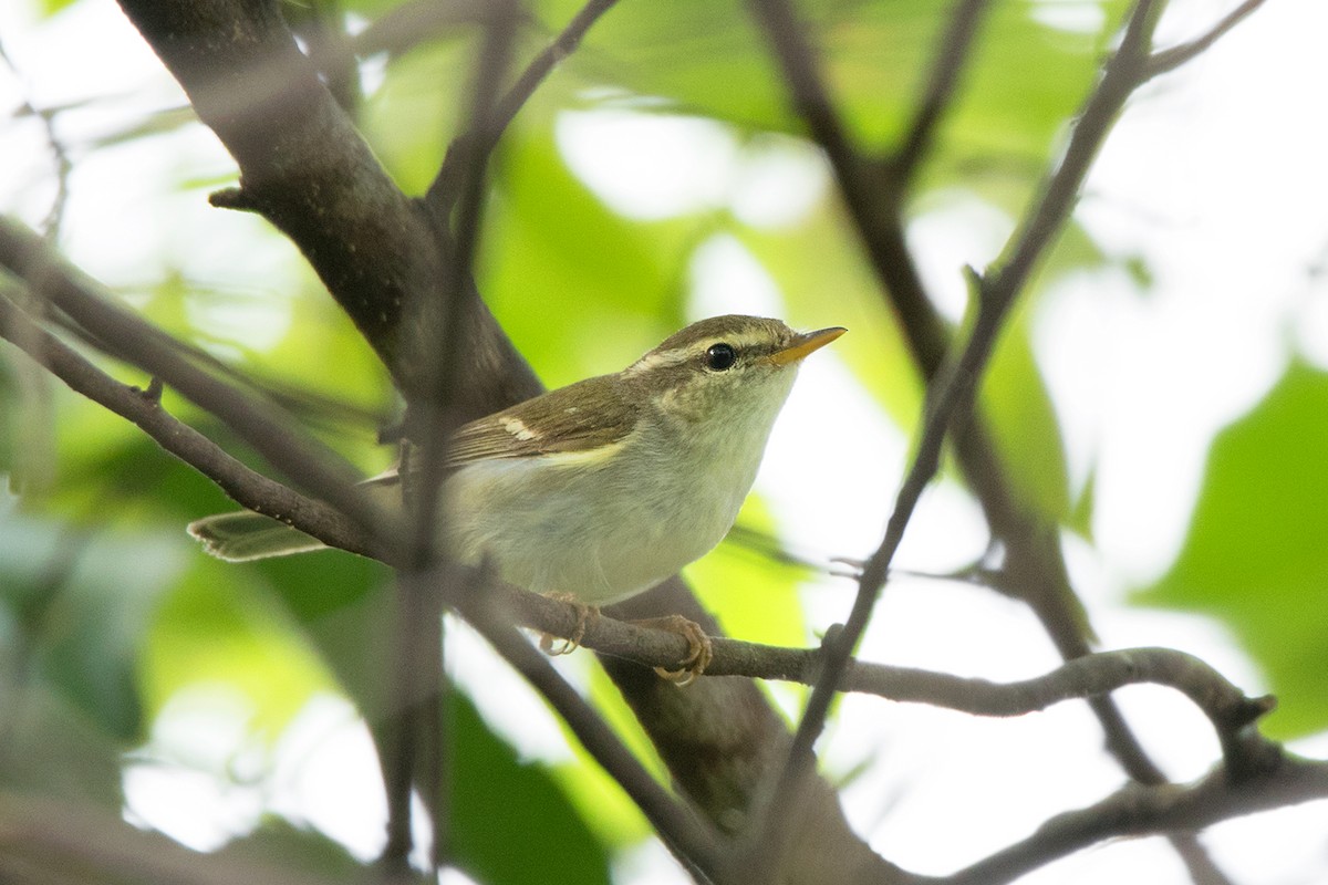 Two-barred Warbler - Ayuwat Jearwattanakanok