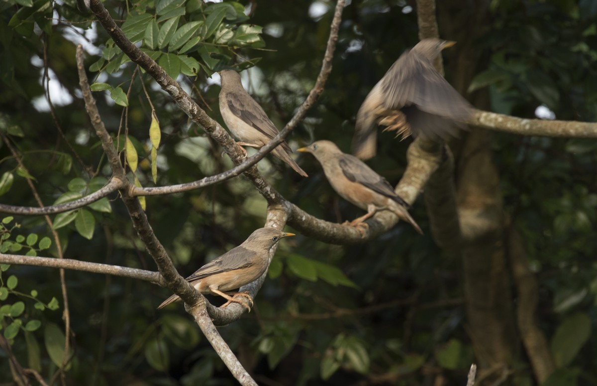 Chestnut-tailed Starling - ML118283421