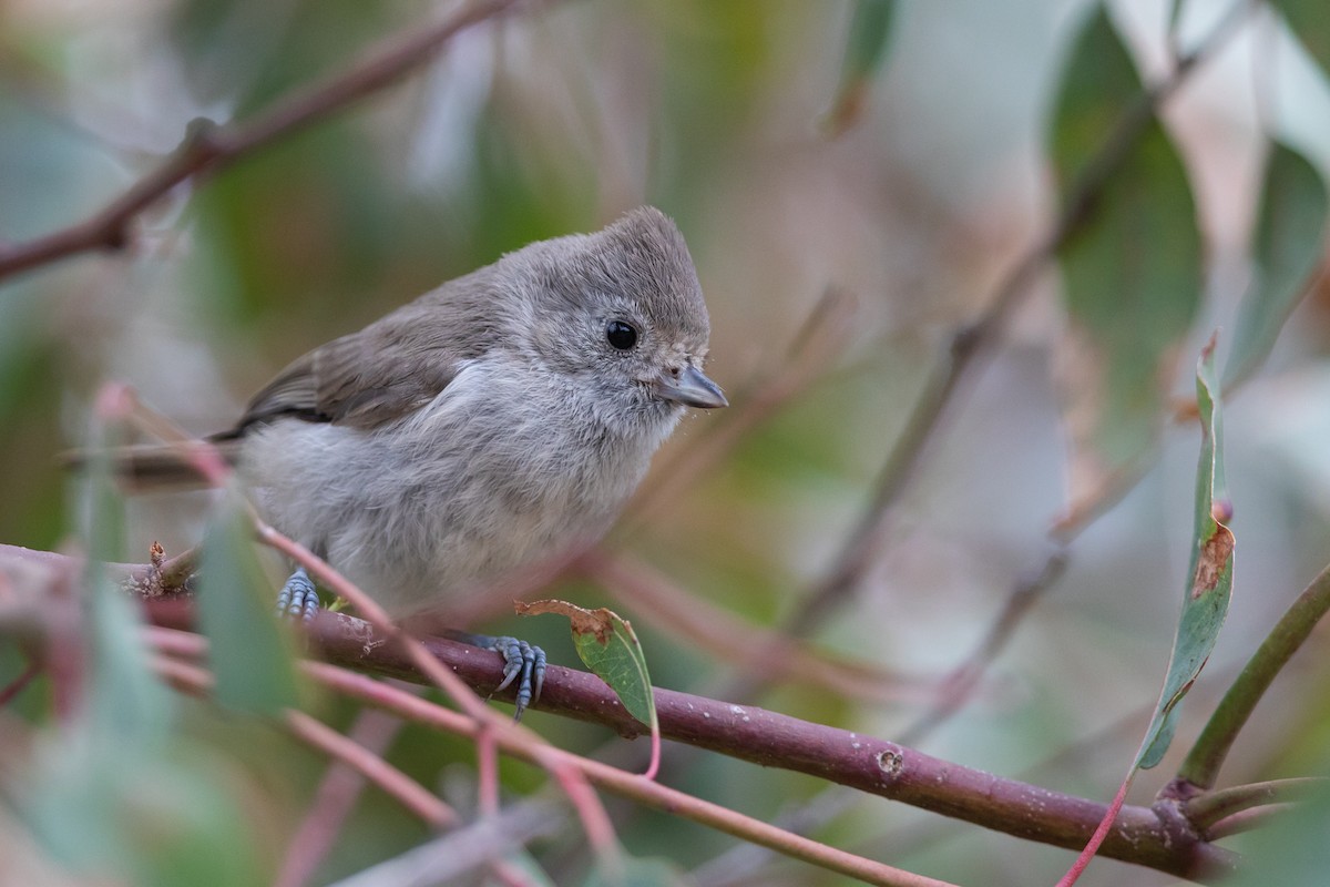 Oak Titmouse - ML118283841