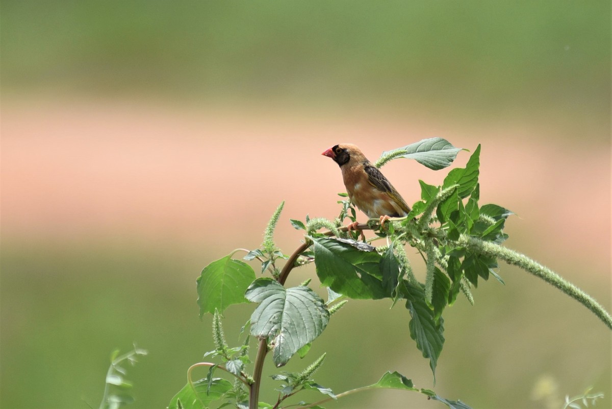 Red-billed Quelea - Bruce Mast