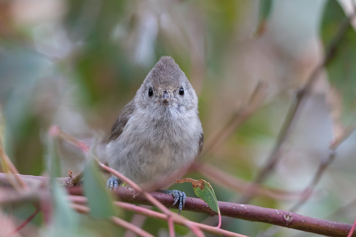 Oak Titmouse - ML118284091