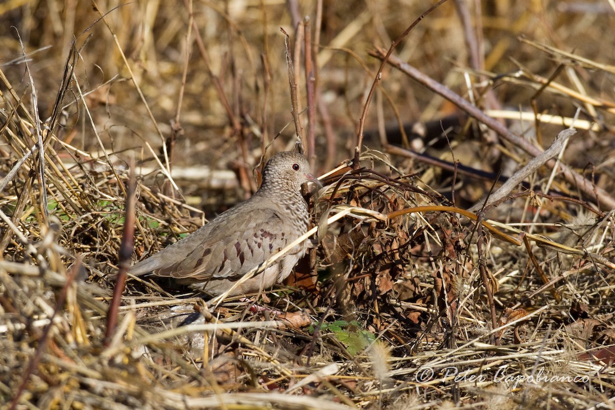 Common Ground Dove - ML118284811