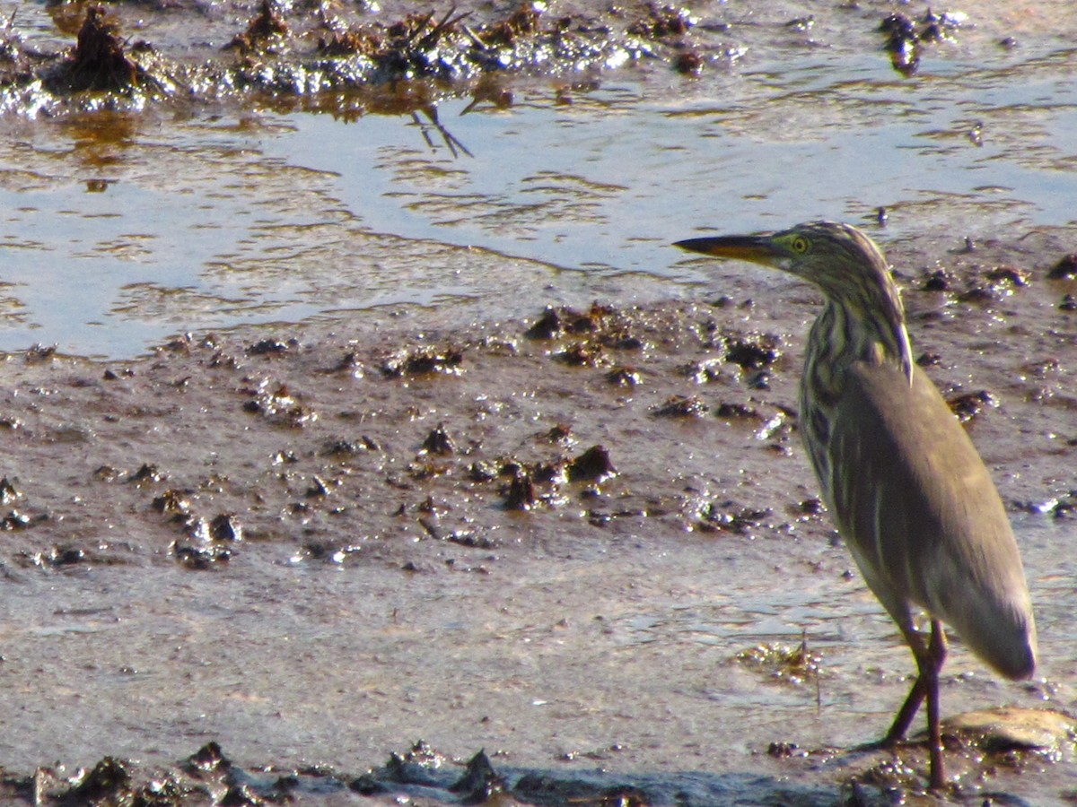 Indian Pond-Heron - Mark Salvidge