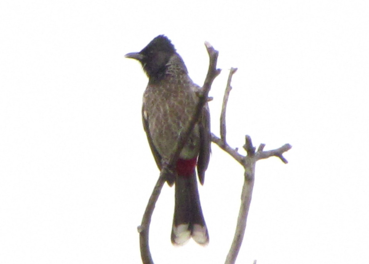 Red-vented Bulbul - Mark Salvidge