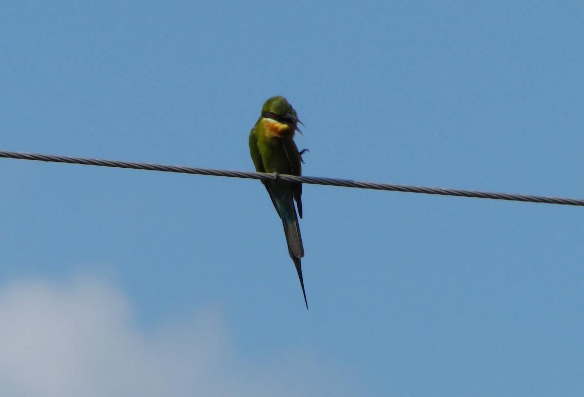 Blue-tailed Bee-eater - Mark Salvidge