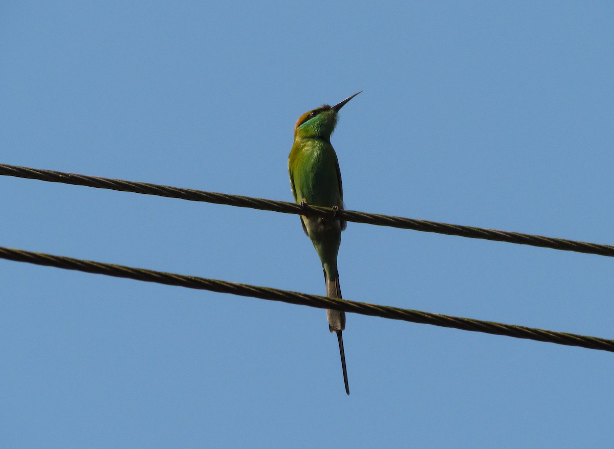 Asian Green Bee-eater - Mark Salvidge