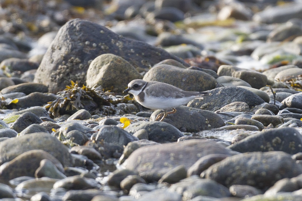 Common Ringed Plover - ML118286041