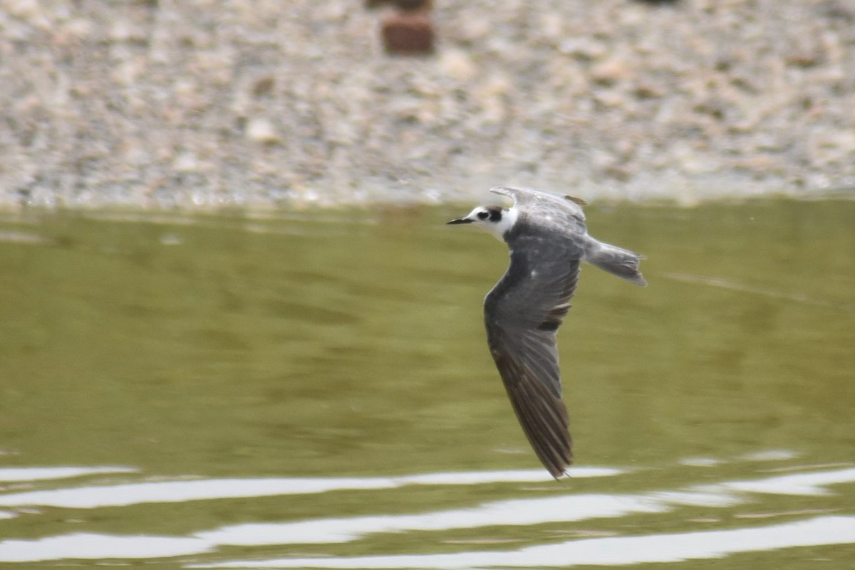 Itsas enara beltza (eurasiarra) - ML118286791