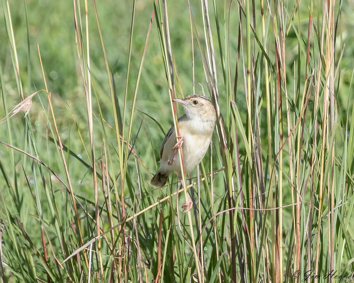 Pectoral-patch Cisticola - ML118289501