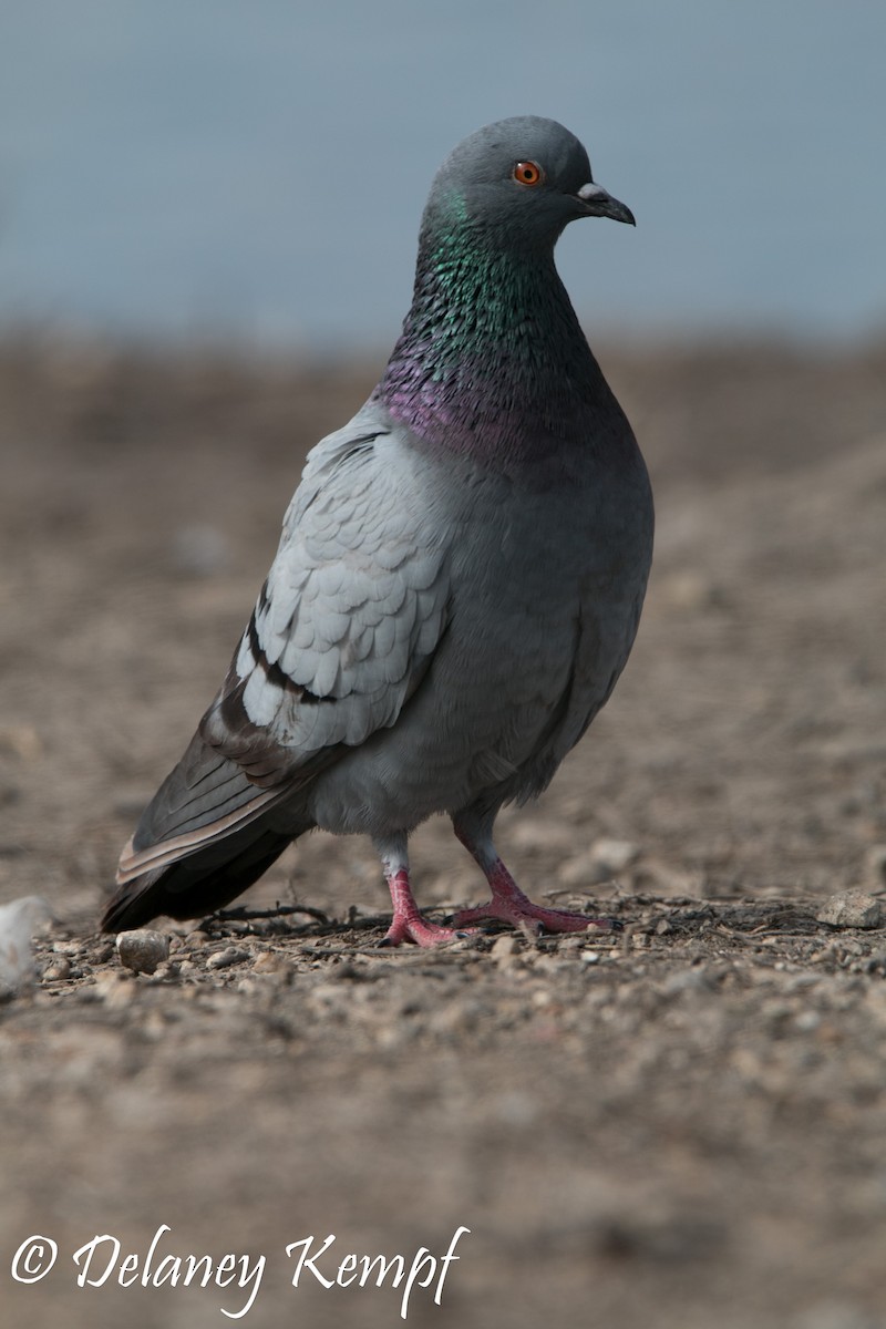 Сизый голубь (Одомашненного типа) - ML118290691