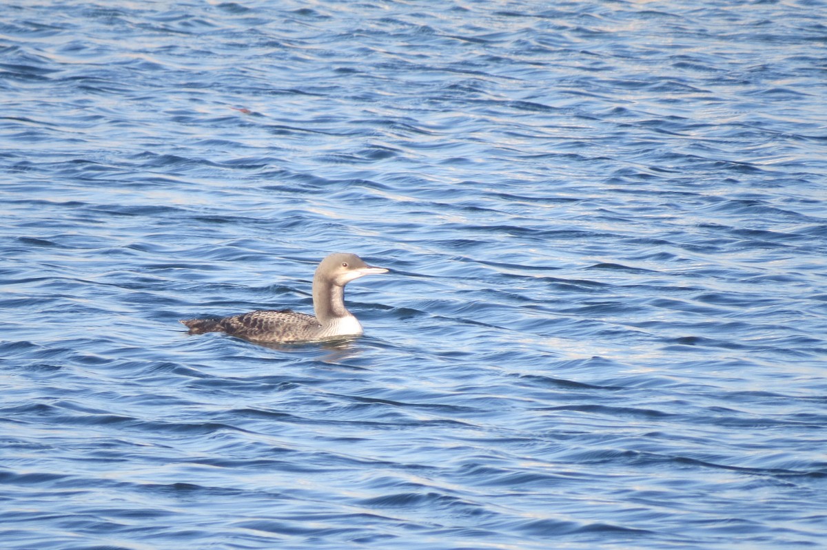 Pacific Loon - ML118292851