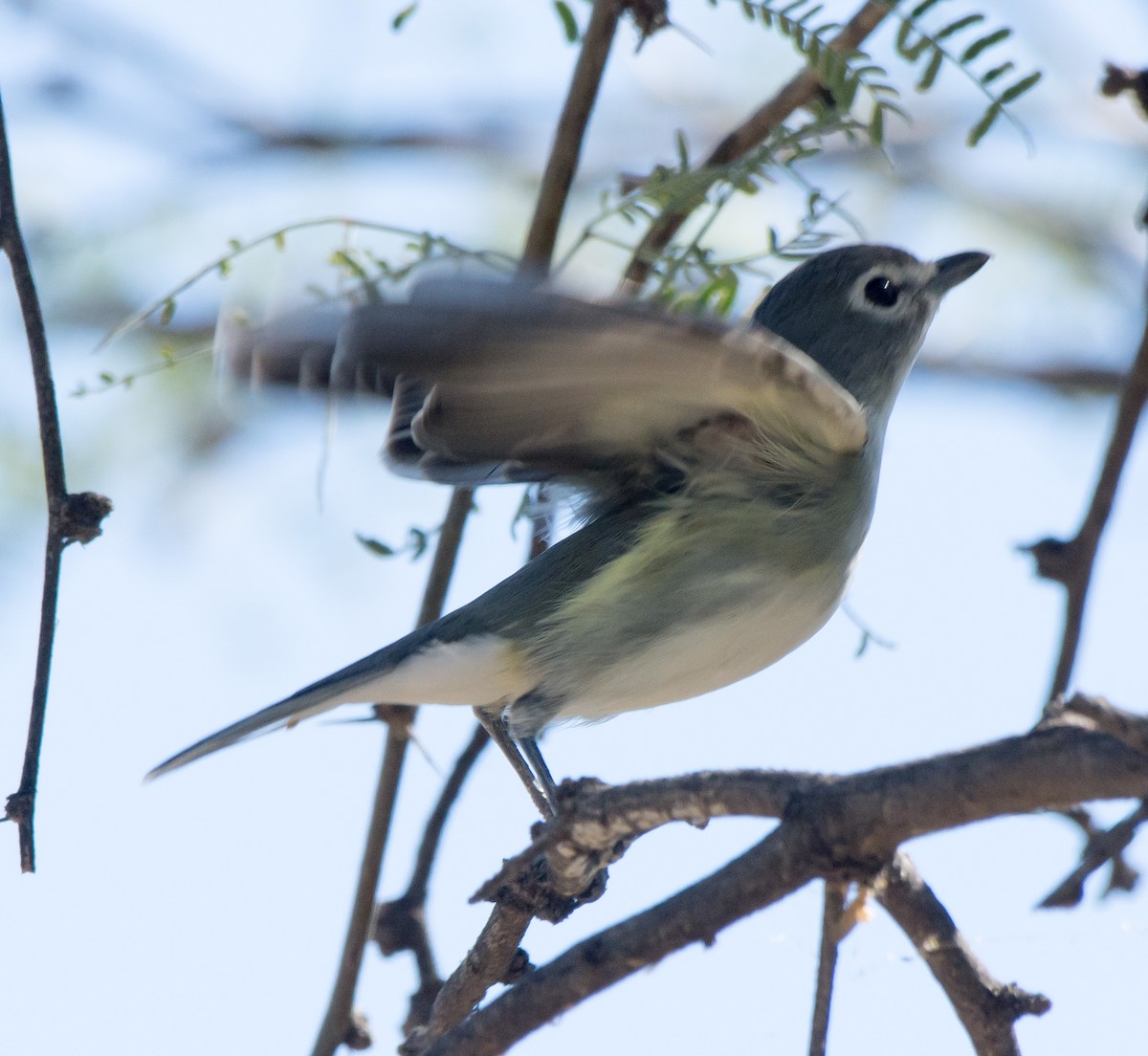 Cassin's Vireo - ML118294651