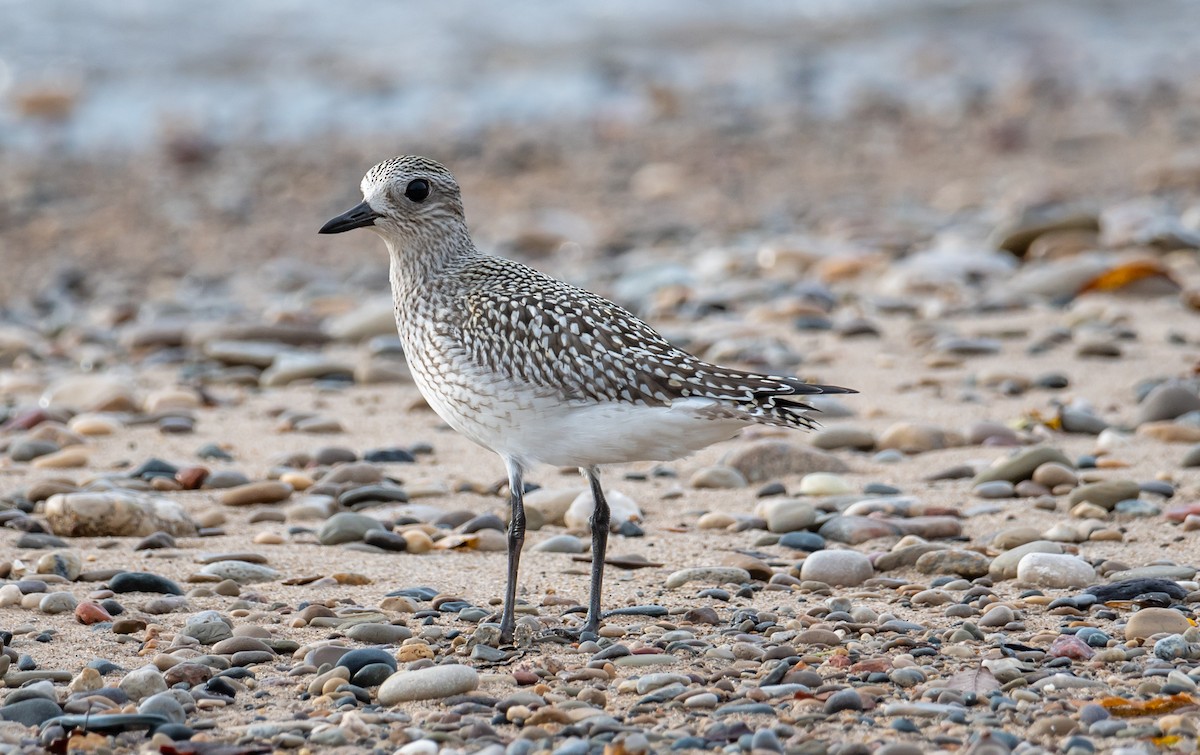 Black-bellied Plover - Todd Leech