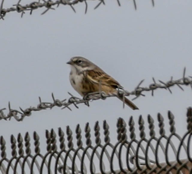 Sagebrush Sparrow - ML118296251