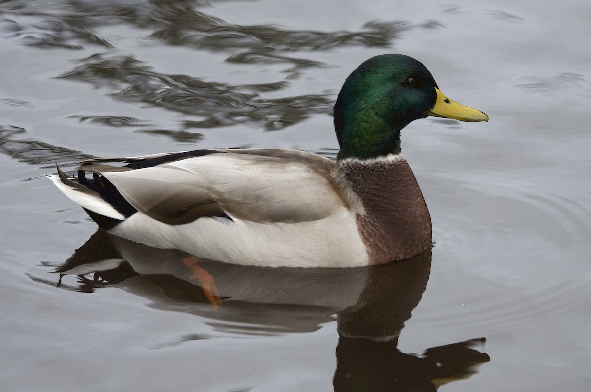 Canard colvert - ML118299161