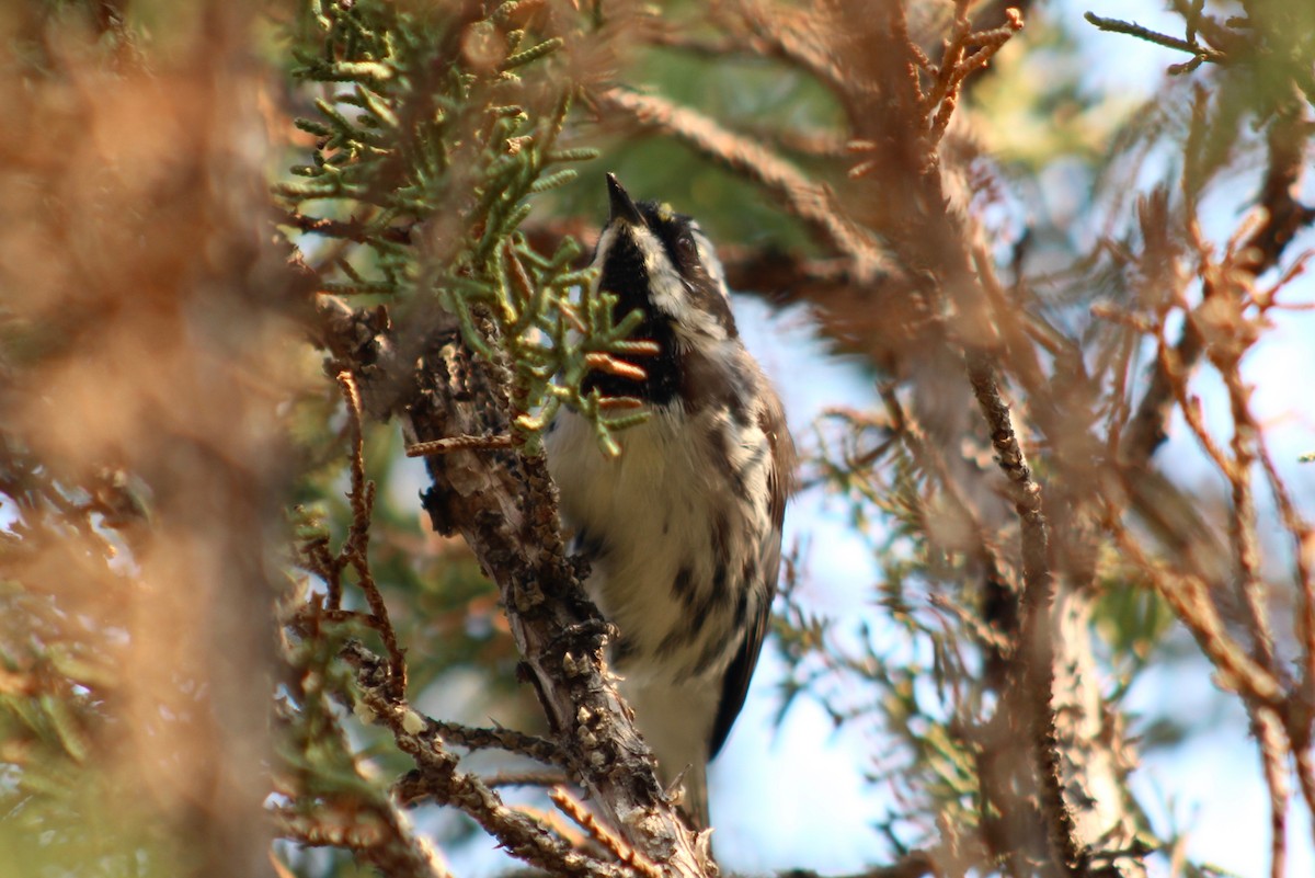 Black-throated Gray Warbler - ML118299731