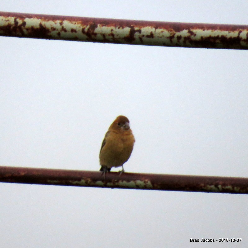 Blue Grosbeak - Brad Jacobs