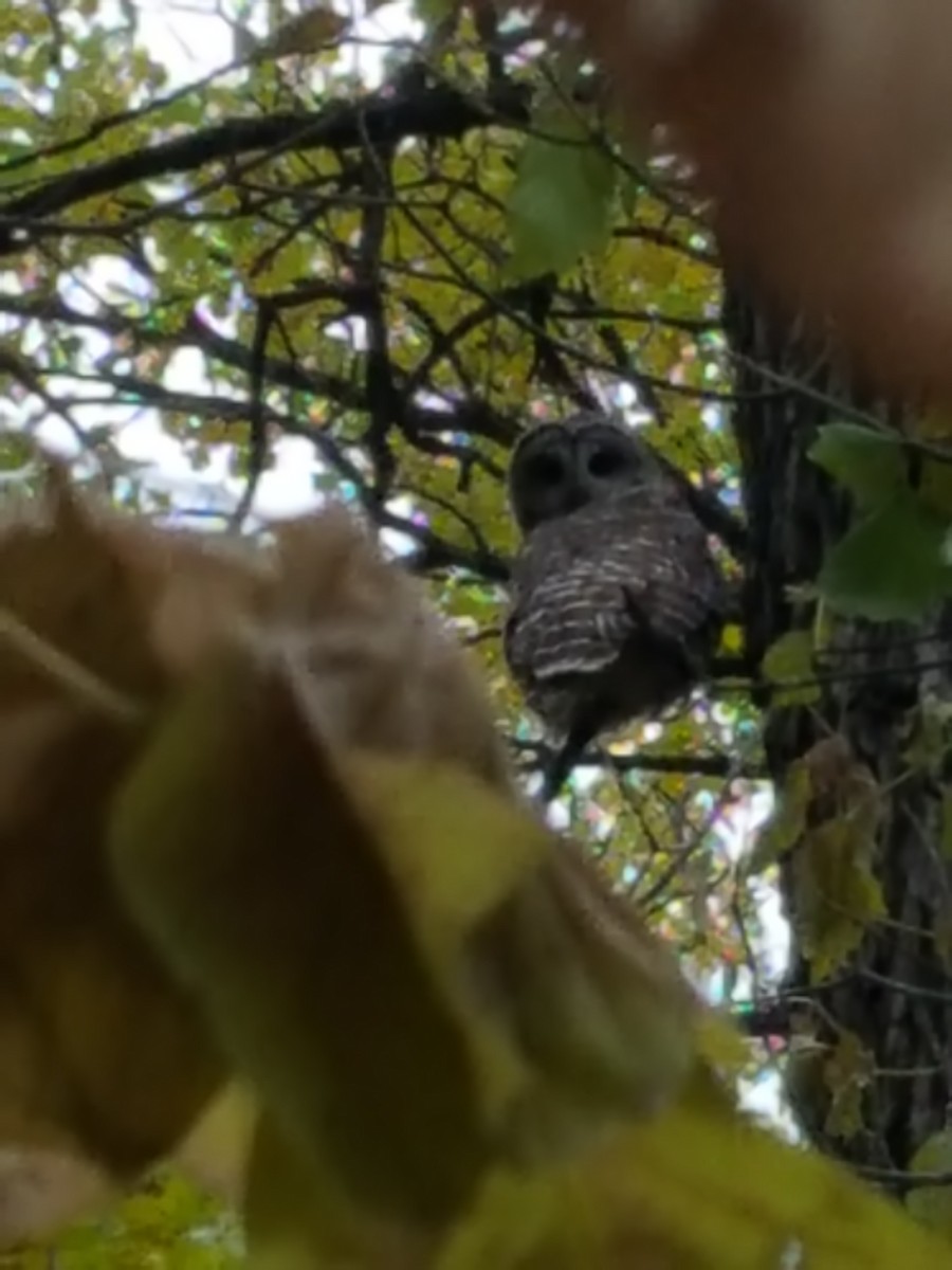 Barred Owl - ML118302341