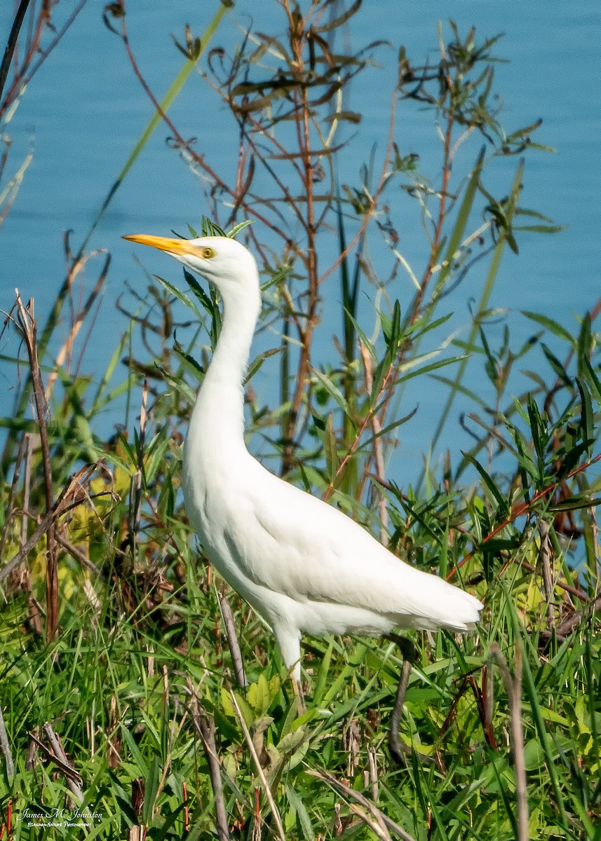 Western Cattle-Egret - James Johnston