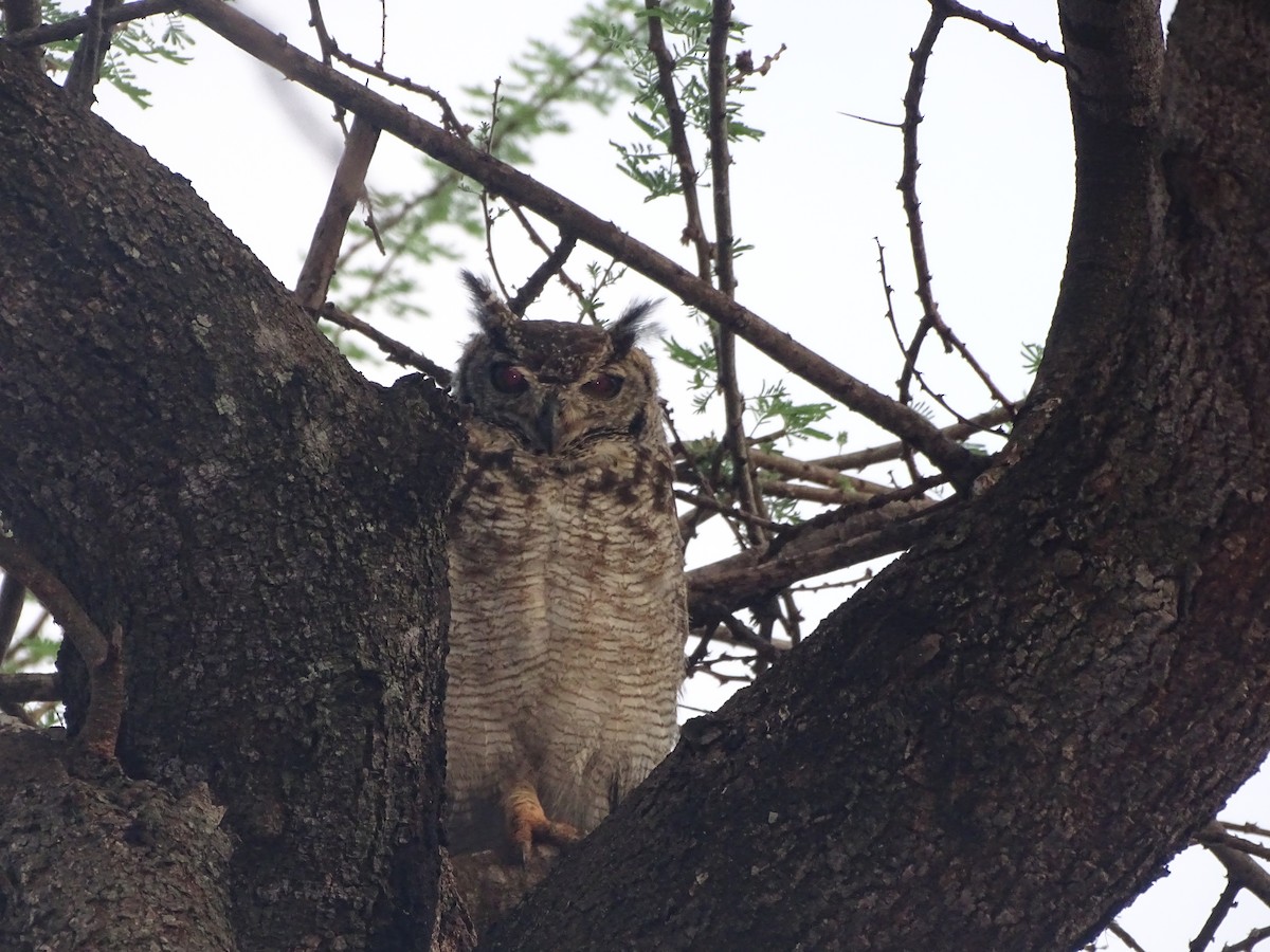 Spotted Eagle-Owl - ML118302401