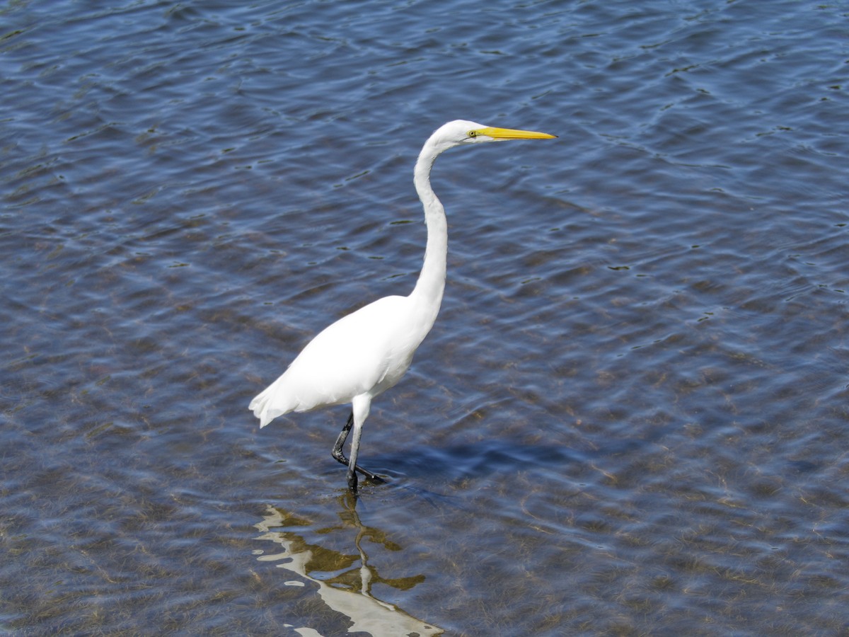 Great Egret - Dina Perry