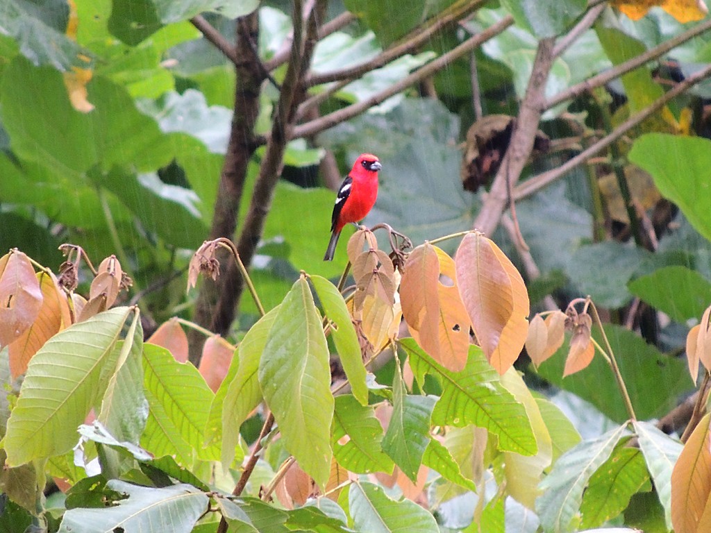 White-winged Tanager - ML118303581