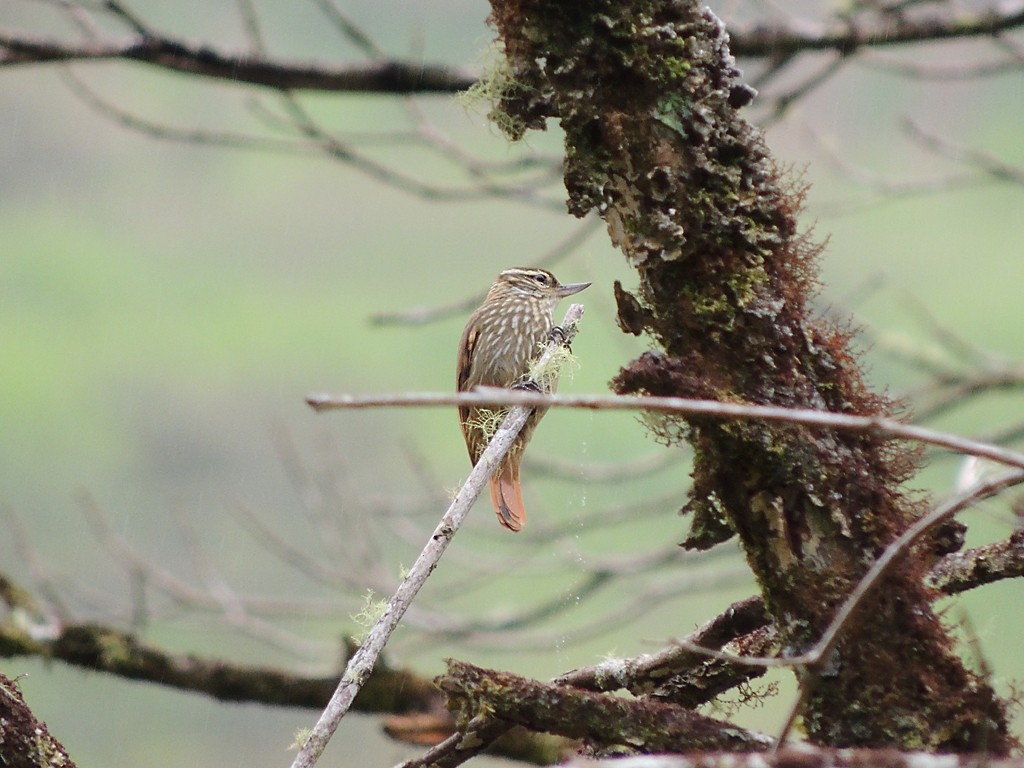 Streaked Xenops - ML118303771