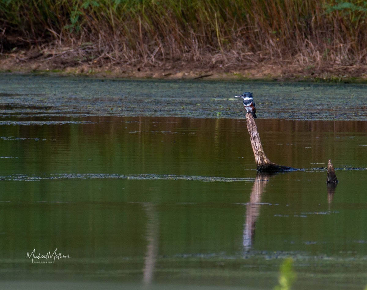 Belted Kingfisher - ML118305291