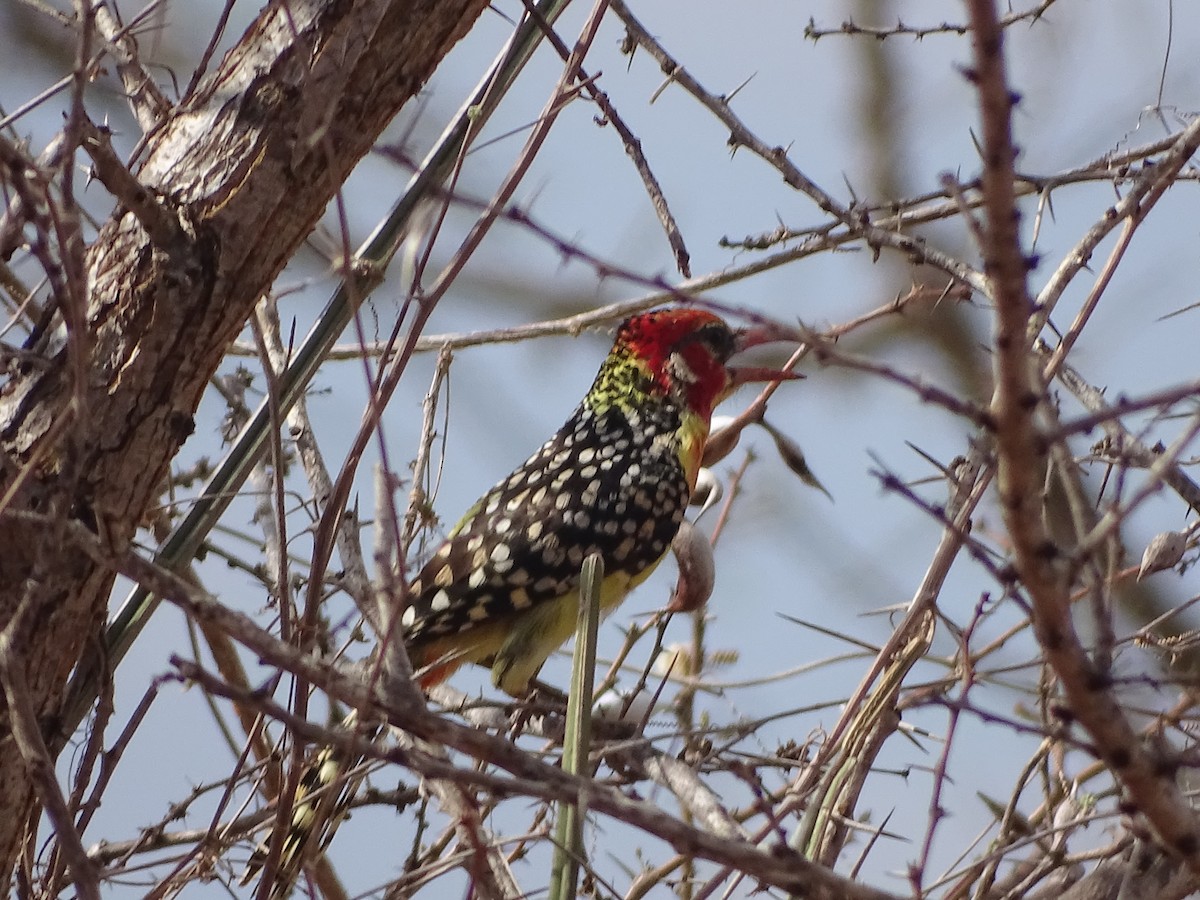 Red-and-yellow Barbet - ML118305301