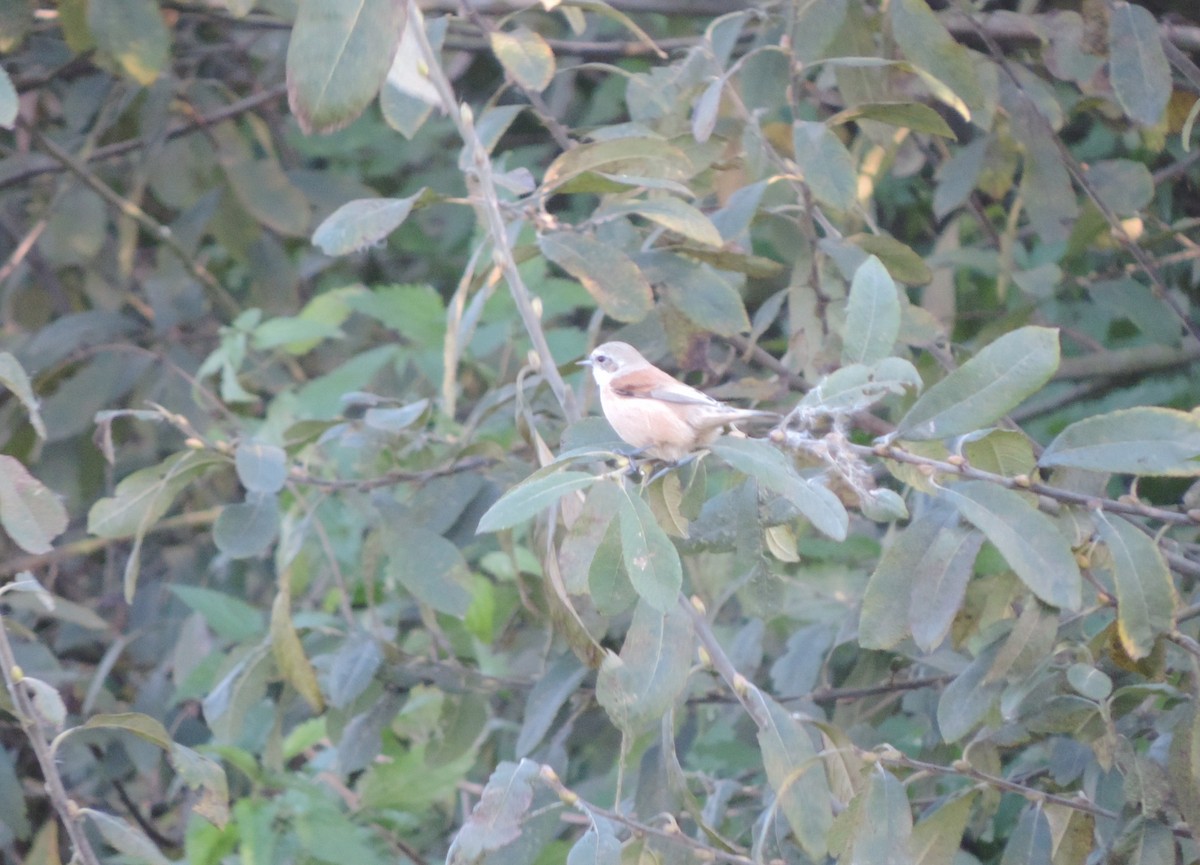 Eurasian Penduline-Tit - ML118305391