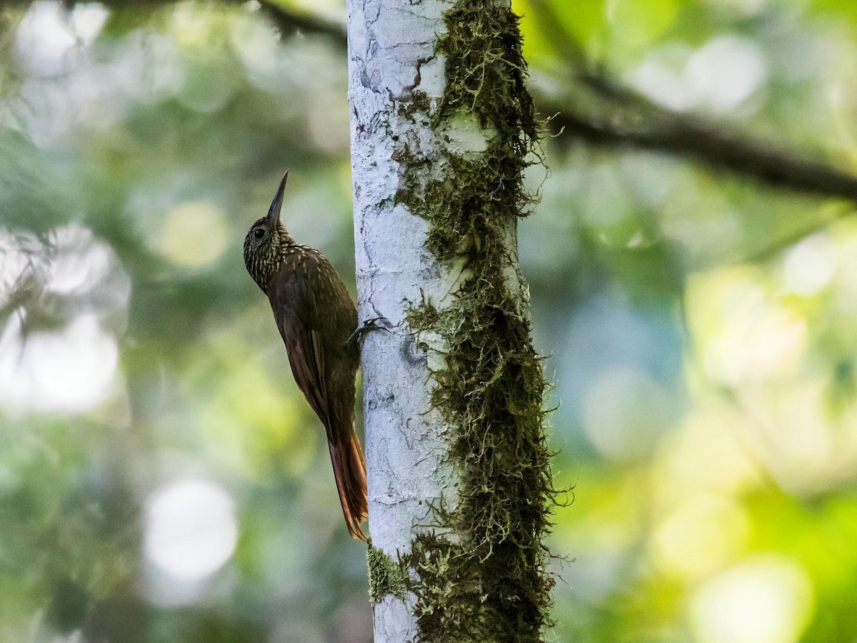 Ocellated Woodcreeper (Tschudi's) - Nick Athanas