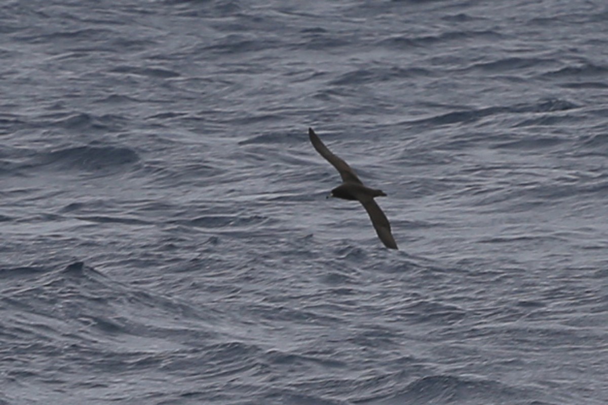 Westland Petrel - ML118307001