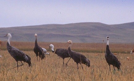 Grulla Monje - ML118307321