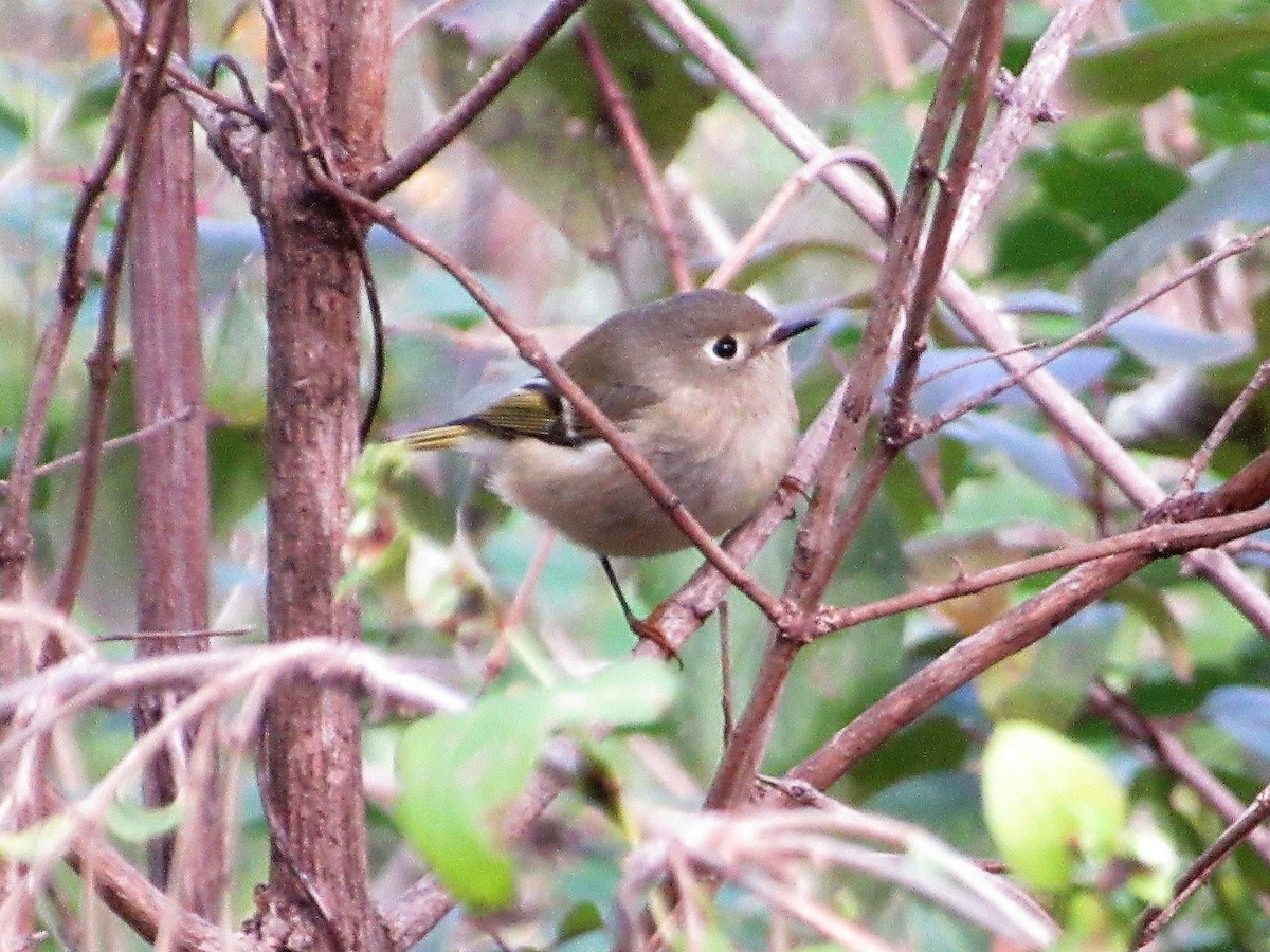 Ruby-crowned Kinglet - ML118310801